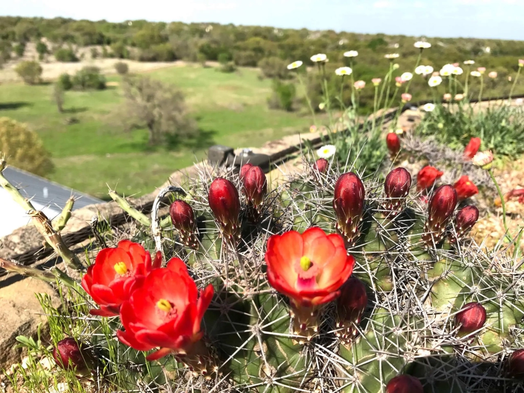 Austin nature, beautiful red flowers